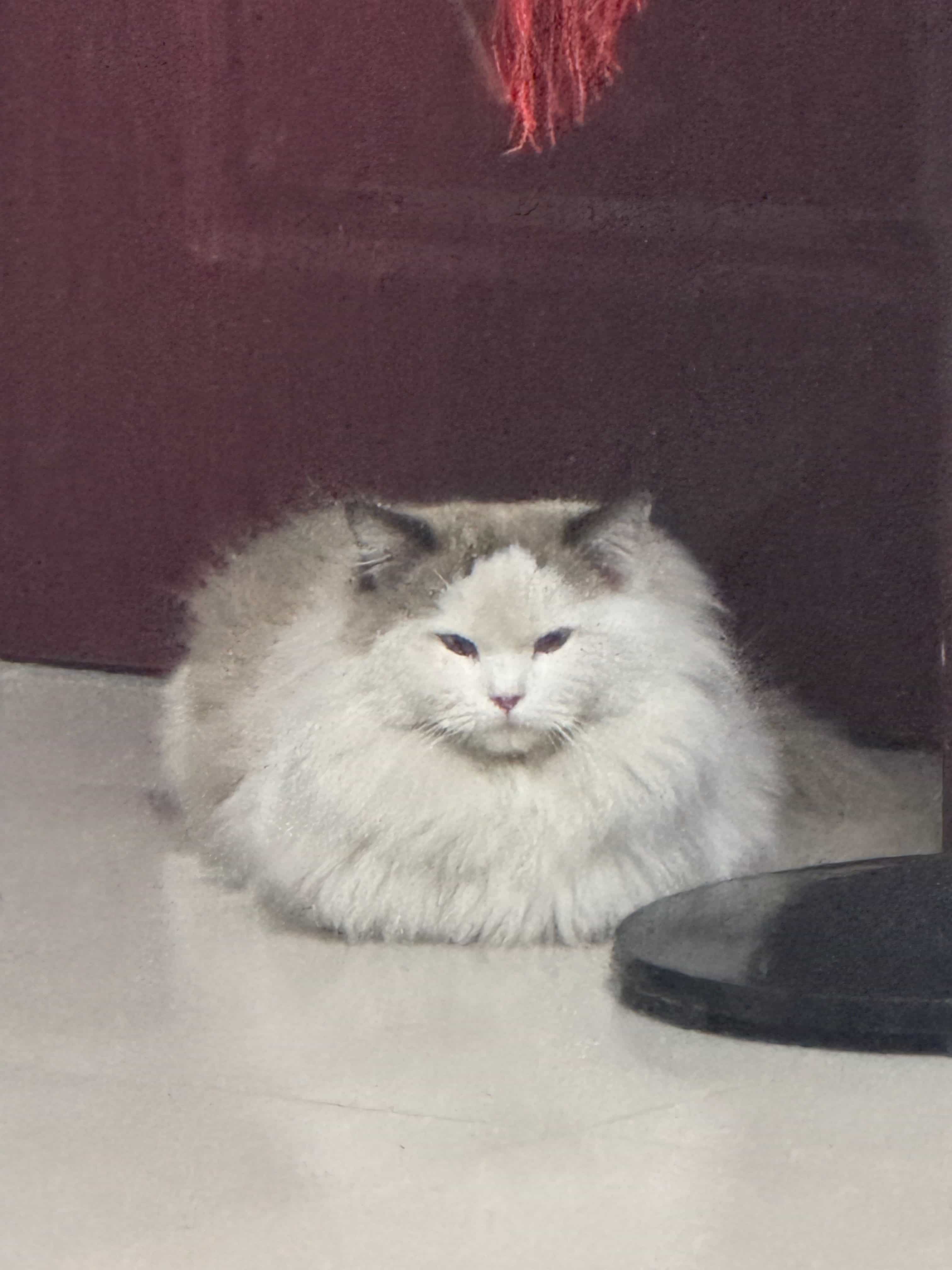 instantly image
