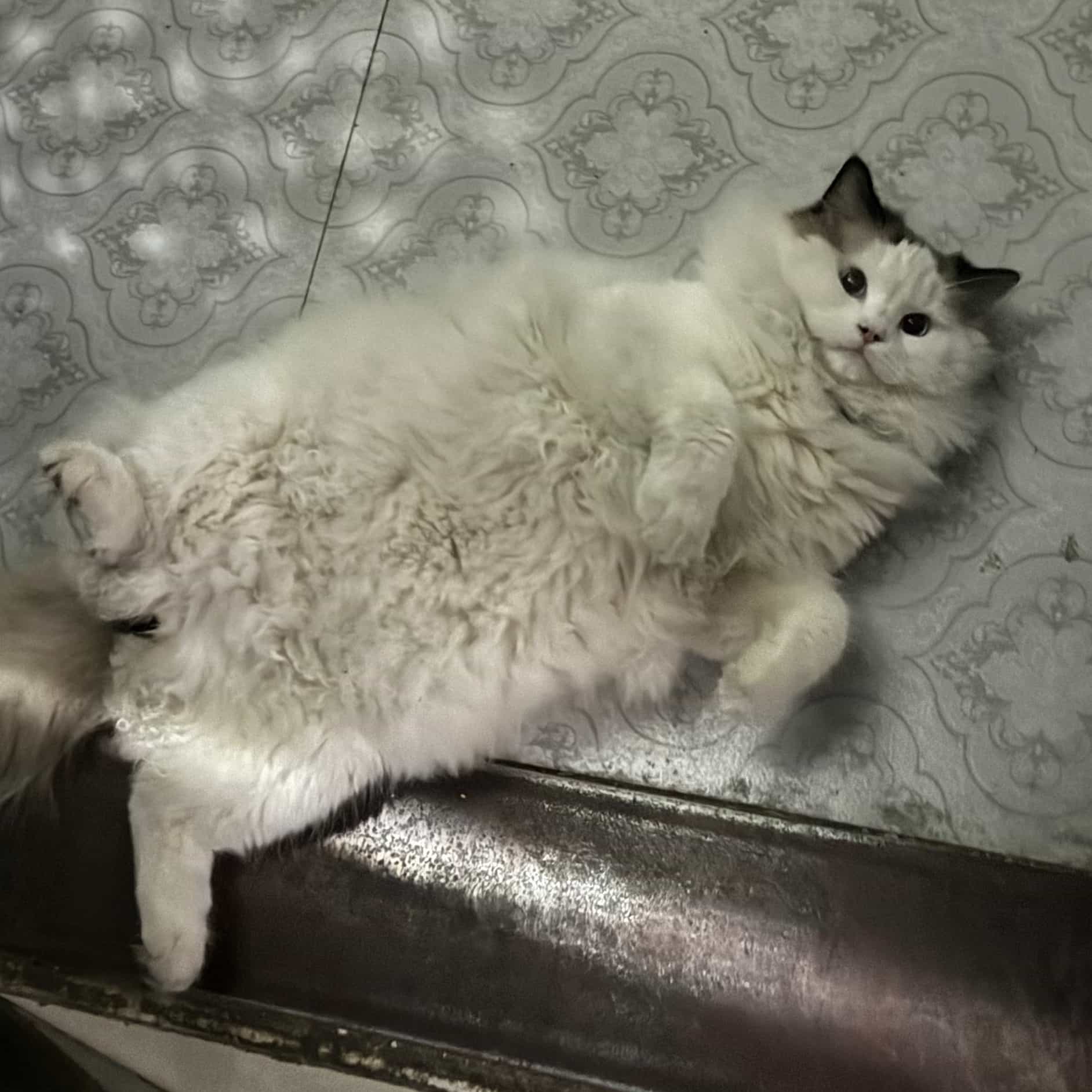 instantly image